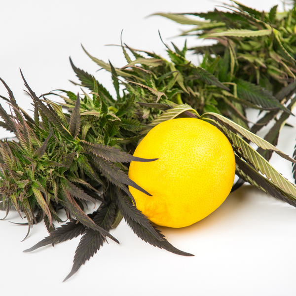 Šta su konopljini terpeni i zašto su oni važni?