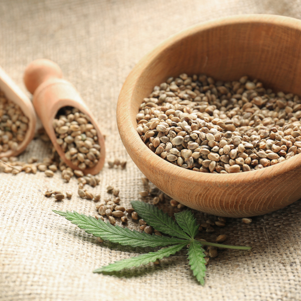 Srce konoplje – semenke, koje benefite pruža?