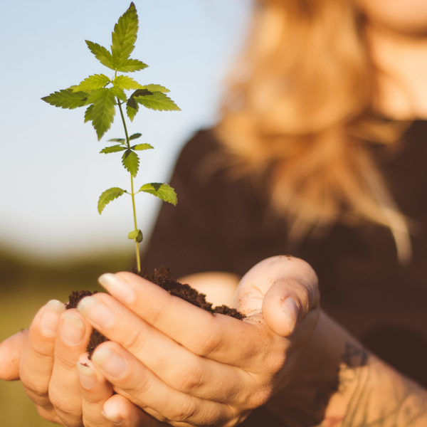 Konoplja - biljka budućnosti