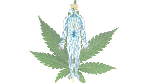 Tvoj endokanabinoidni sistem i ti