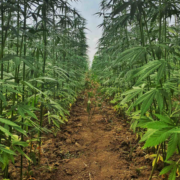 Konoplja - biljka puna iznenađenja